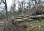 Storm damage to the woodland