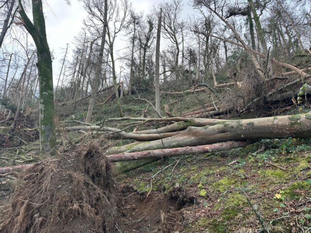 Storm damage to the woodland